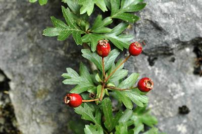 Crataegus monogyna